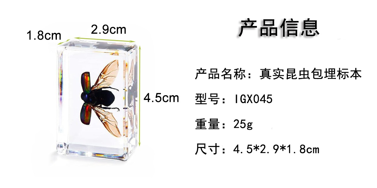 Zhenfang Craft Factory offers self-operated real insect specimens, biological science popularization teaching, ciphertext waybills, and cross-border one-piece consignment pic 3