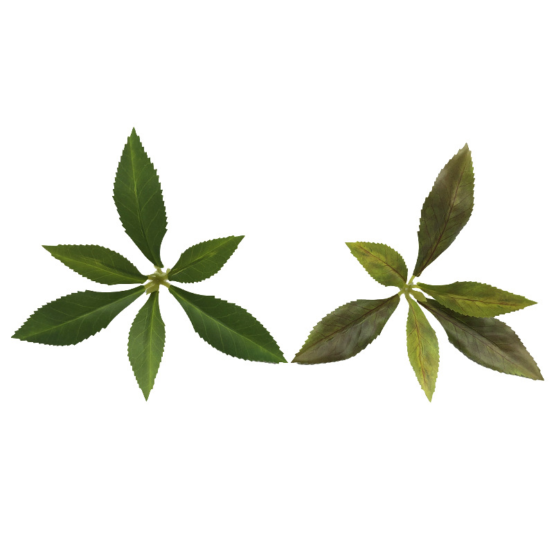 仿真植物马醉木绿植吊钟树叶工程园林造景家居装饰厂家批发马醉木详情7