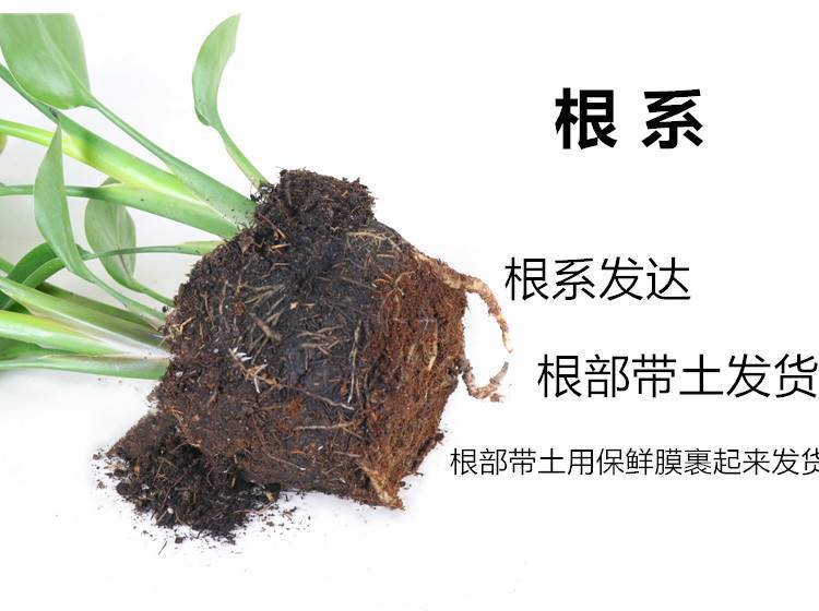 网红天堂鸟盆栽室内大型植物鹤望兰客厅办公室大盆栽绿植天堂鸟苗详情9