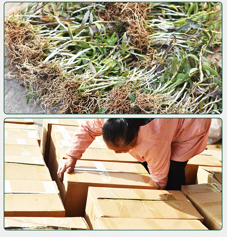 铁皮石斛苗裸苗1斤5-6月花期石斛基地批量发货种植新鲜发货大货详情9