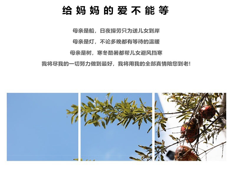 中老年人纯棉开衫睡衣女夏季奶奶妈妈全棉短袖七分裤居家两件套装详情2