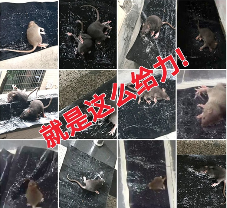 粘鼠毯灭鼠魔毯1.2米强力捕鼠陷阱老鼠贴家用无纺布粘鼠板厂家详情4
