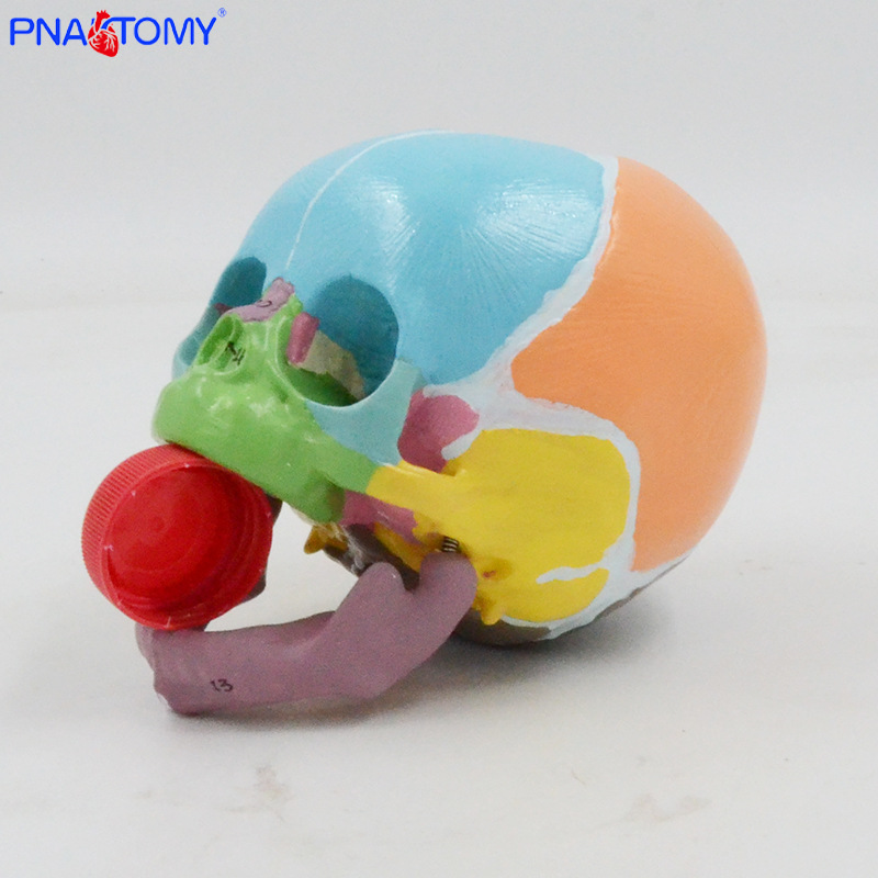 1:1 color baby skull model with digital marking, frontal fontanelle, mandibular anatomy teaching aid, medical display pic 9
