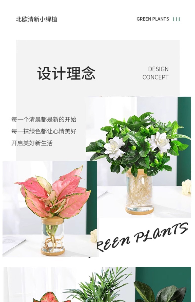 水培植物盆栽绿萝栀子花办公室内花卉小绿植四季好养多肉水养盆栽详情2