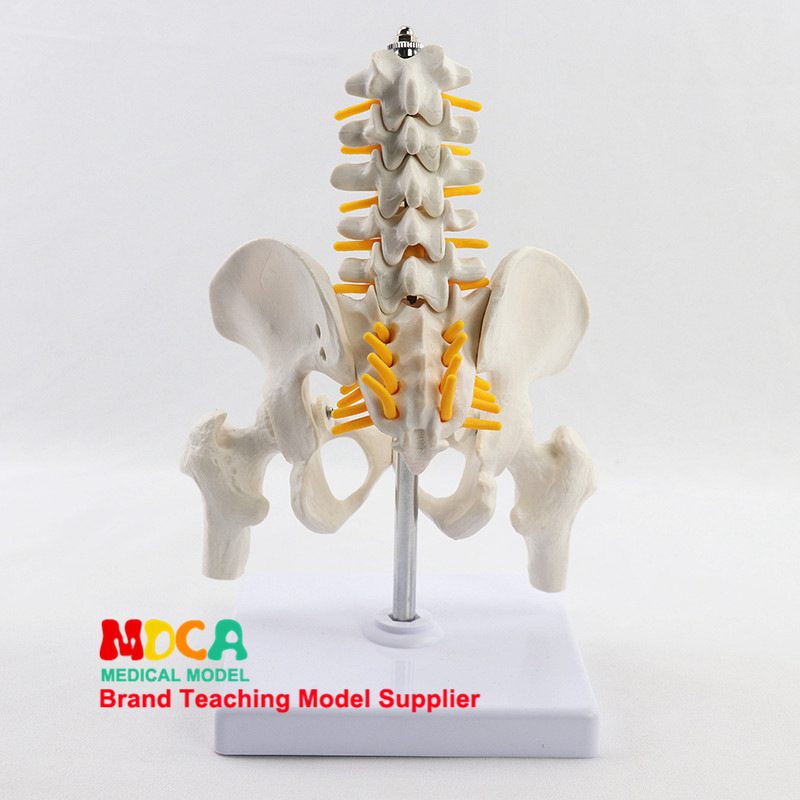 Medical model, pelvic and reproductive anatomy teaching model, tuning fork, traditional Chinese medicine physiotherapy auxiliary tool, suitable for teaching and training pic 14