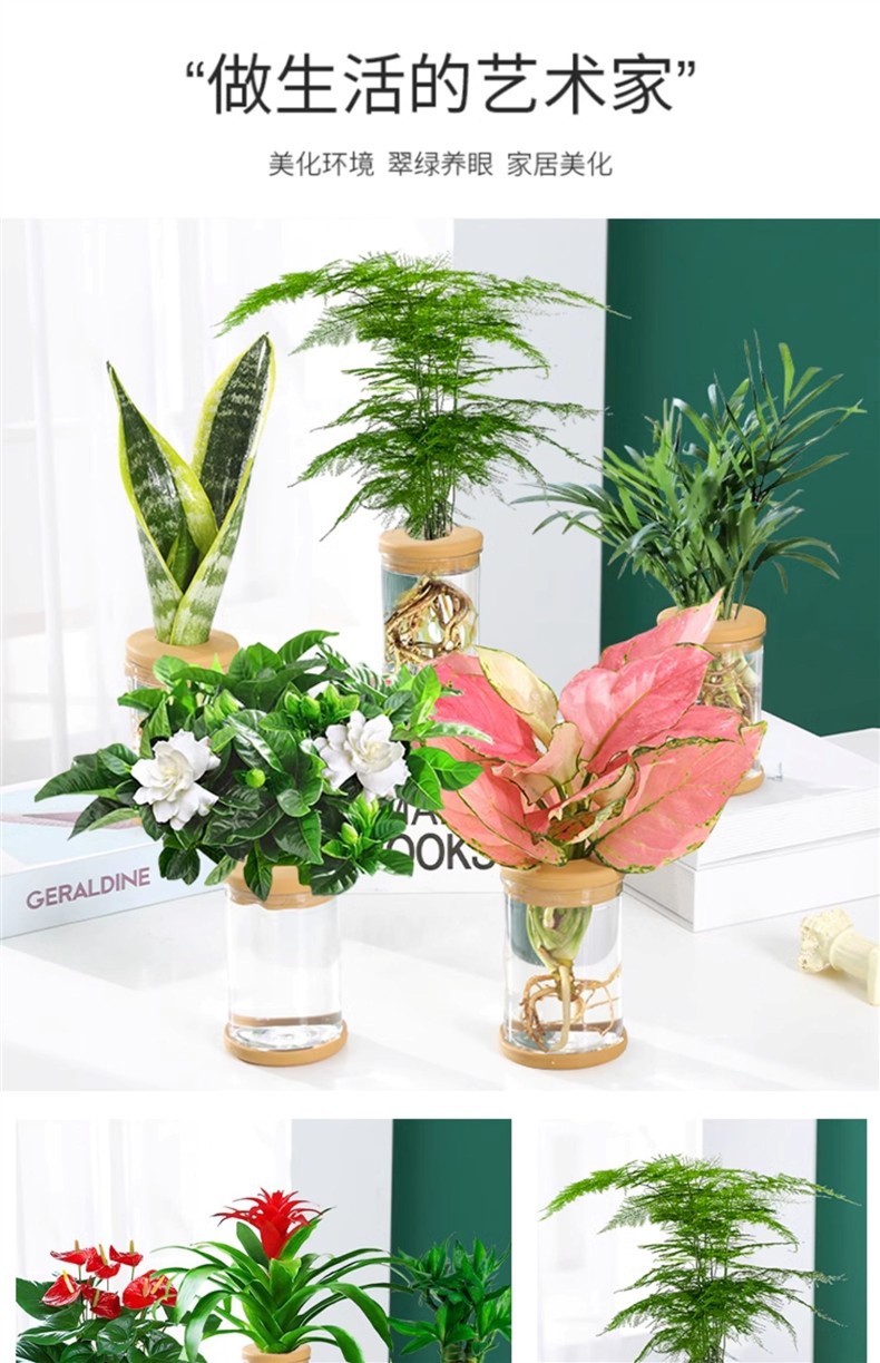 水培植物盆栽绿萝栀子花办公室内花卉小绿植四季好养多肉水养盆栽详情10