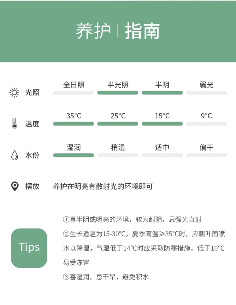 水培植物盆栽绿萝栀子花办公室内花卉小绿植四季好养多肉水养盆栽详情13