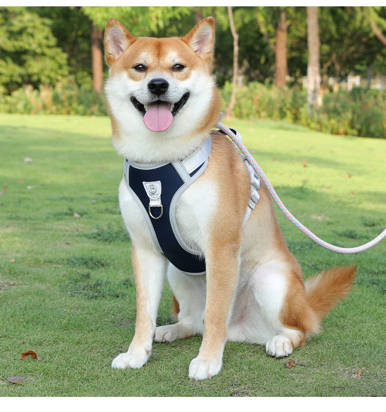 New cross-border pet leash for medium and large-sized dogs, universal safety dog chain, P-chain anti-loss dog walking leash pic 9