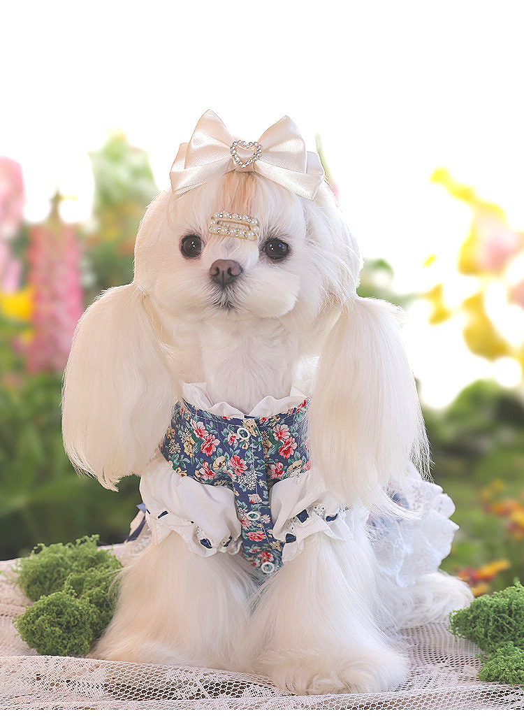 安贝妮高级感宠物衣服高定狗狗碎花泰迪小型犬茶话会小狗公主裙详情13