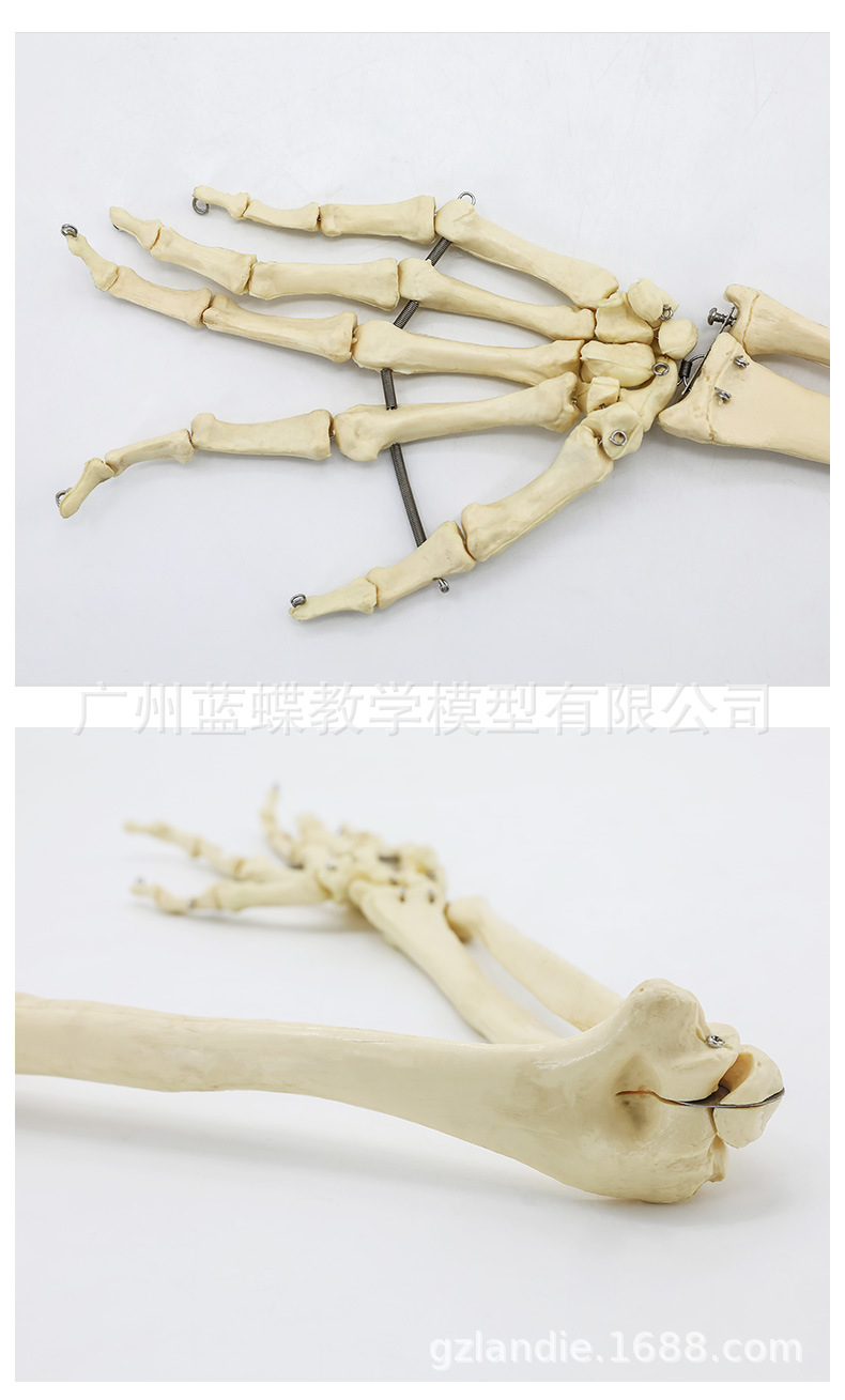 Sectional view of human internal organs, natural large upper and lower limb bone models, teaching of human body model diagrams, multi-functional anatomical display pic 91