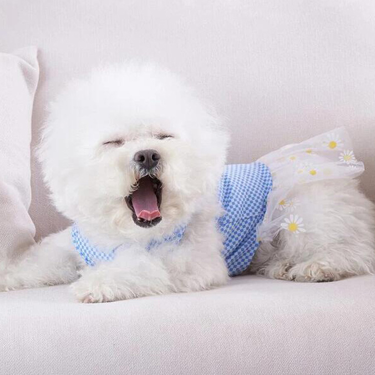 T All-season universal cat and dog clothing, pet chiffon skirt, Bichon Frise, Teddy, Yorkshire Terrier, Schnauzer small dog clothing pic 5