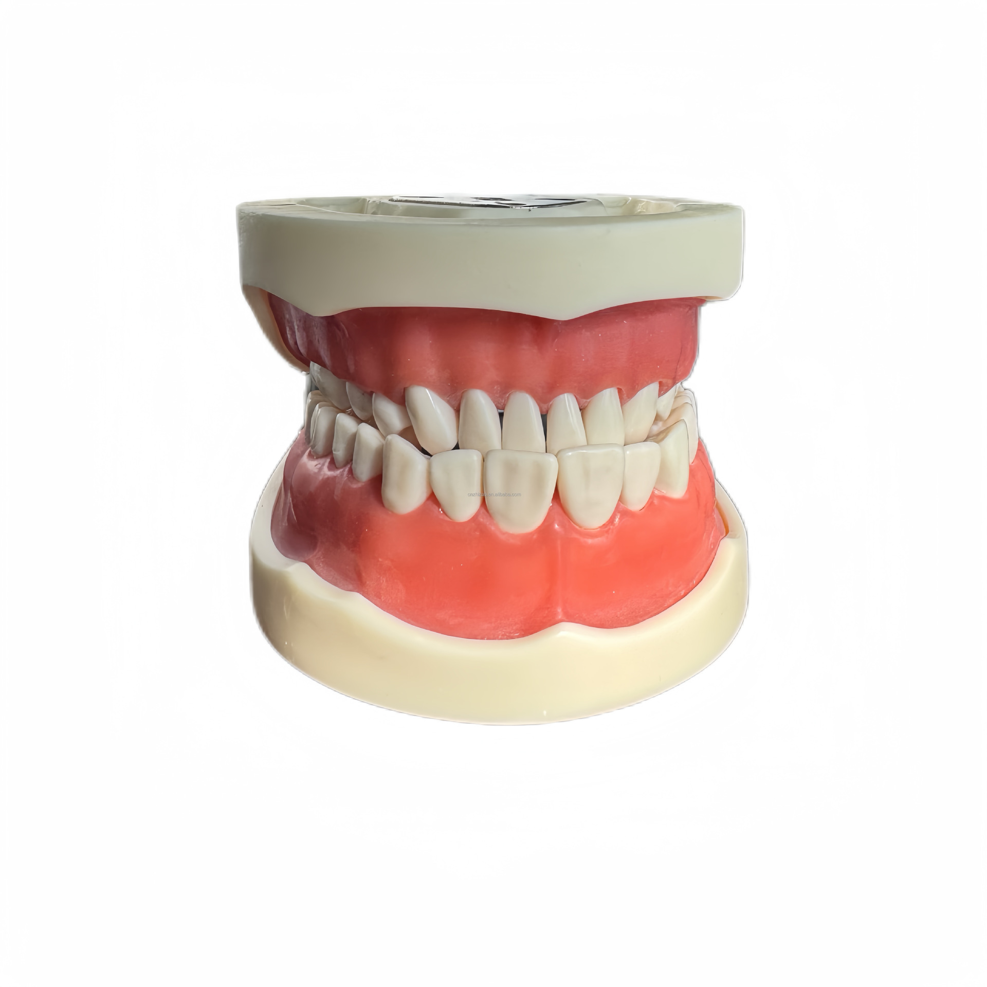 Cross-border exclusive dental gingival teaching model, standard tooth model, 32-tooth detachable clinic model pic 12