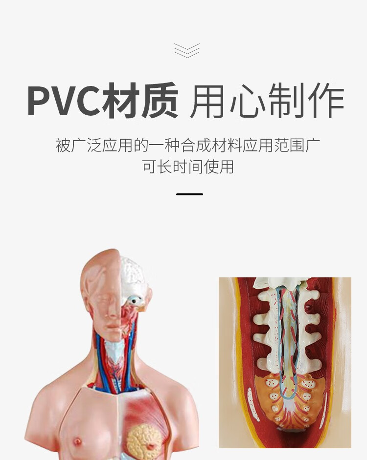 人体解剖模型高端专业医学系统神经结构内脏可拆卸骨骼躯干肌详情16