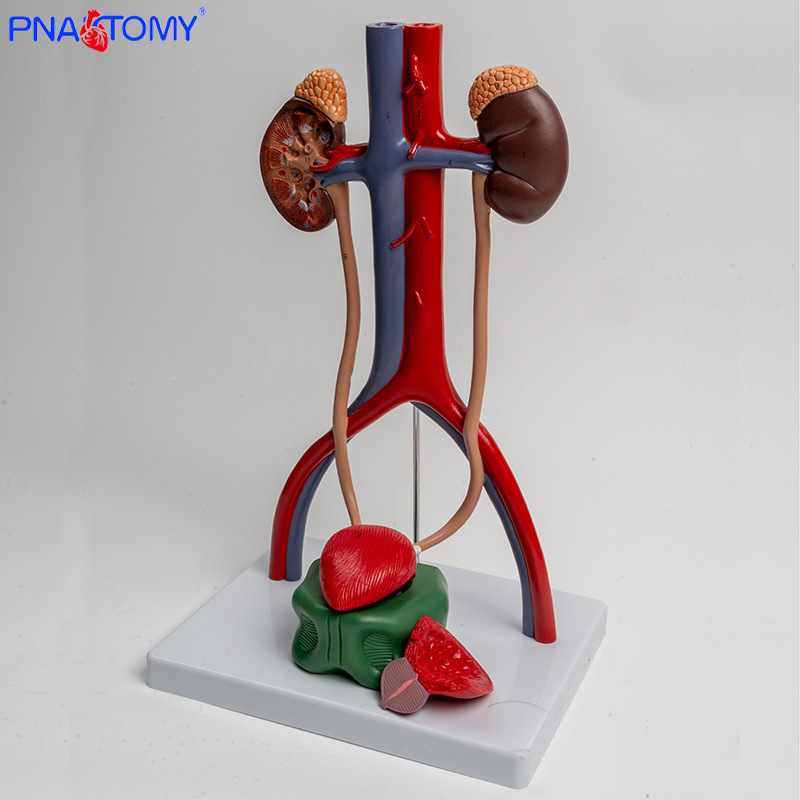 1:1 urogenital system model, kidney anatomy mold, bladder and ureter structure three-dimensional teaching pic 6