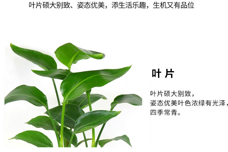 网红天堂鸟盆栽室内大型植物鹤望兰客厅办公室大盆栽绿植天堂鸟苗详情7