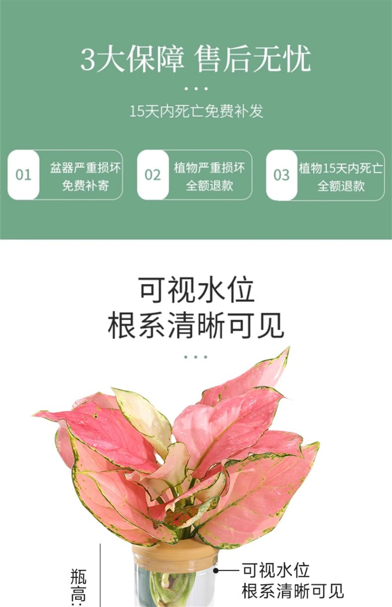 水培植物盆栽绿萝栀子花办公室内花卉小绿植四季好养多肉水养盆栽详情4