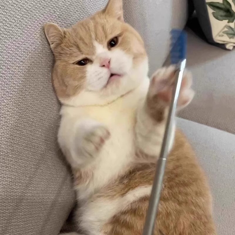 网红猫咪玩具可伸缩挠痒逗猫棒长杆按摩互动自嗨解闷神器猫咪用品详情2
