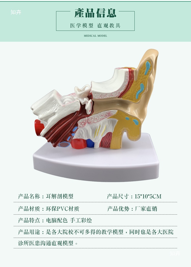 Ear model, desktop ear anatomy model, outer, middle and inner ear auditory system, ear structure, teaching medicine pic 4