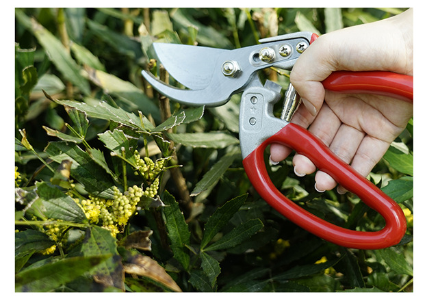 佰世园艺树枝剪修枝剪园艺剪刀果园花艺专用摘果剪园林工具剪批发详情10