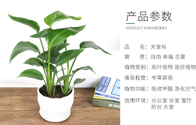 网红天堂鸟盆栽室内大型植物鹤望兰客厅办公室大盆栽绿植天堂鸟苗详情2
