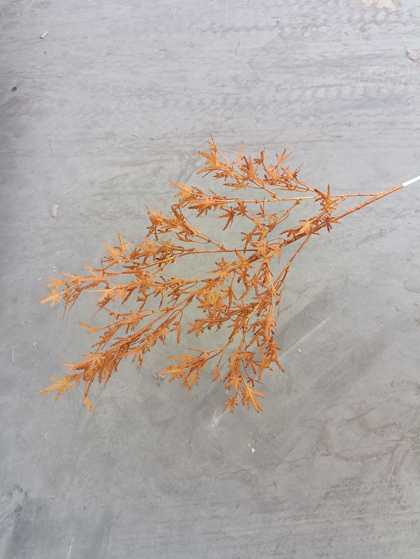 The Medela color series autumn color simulation hydrangea milk tea flower wall and simulation flower window display rose vanilla caramel pic 6