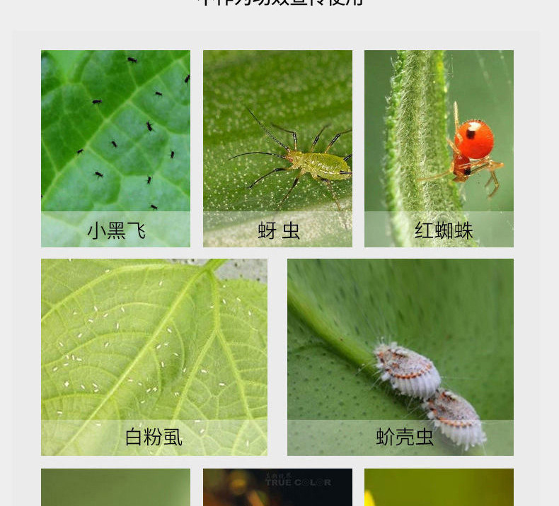 杀虫水乳剂批发绿植月季多肉花草除虫喷雾灭小飞虫药500ml杀虫剂详情7