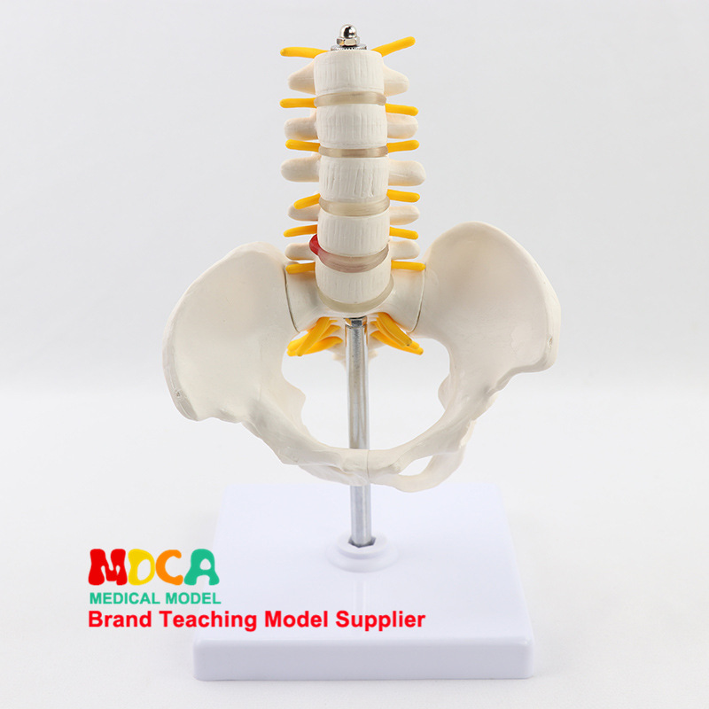 Medical model, pelvic and reproductive anatomy teaching model, tuning fork, traditional Chinese medicine physiotherapy auxiliary tool, suitable for teaching and training pic 7
