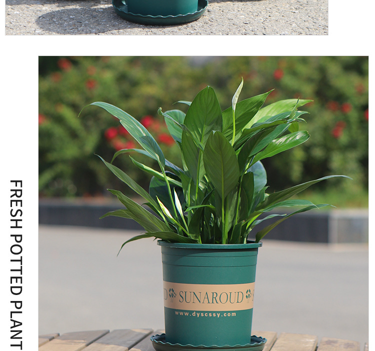 长盛工厂直发塑料花盆批发阳台绿萝盆栽草莓月季特大号加厚加仑盆详情25