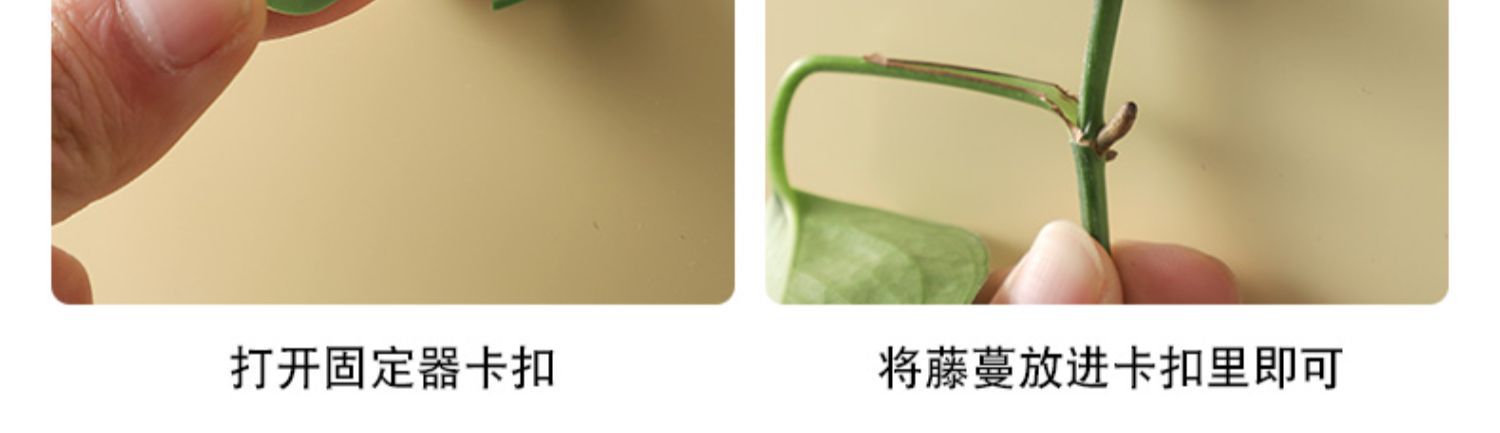 树叶款绿萝固定器绿植爬墙神器墙面西瓜藤蔓固定夹无痕绿植固定器详情20