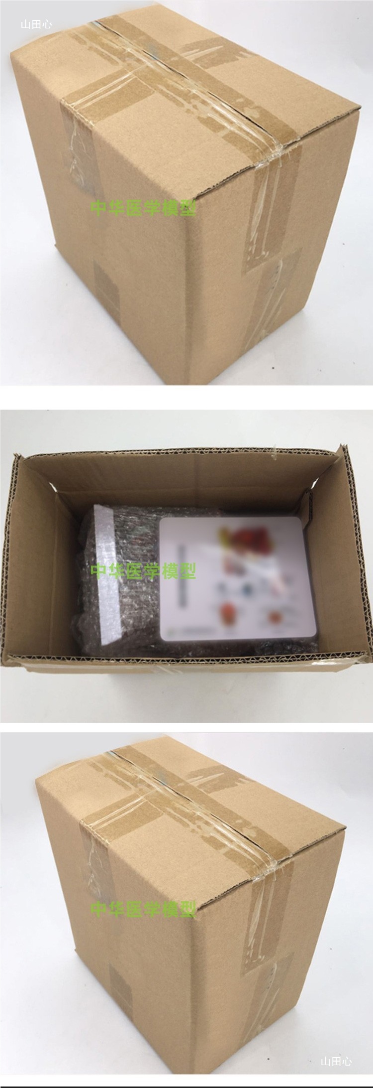 医学医学两倍放大版人体大脑神经解剖人脑端脑室功能区分模型详情9