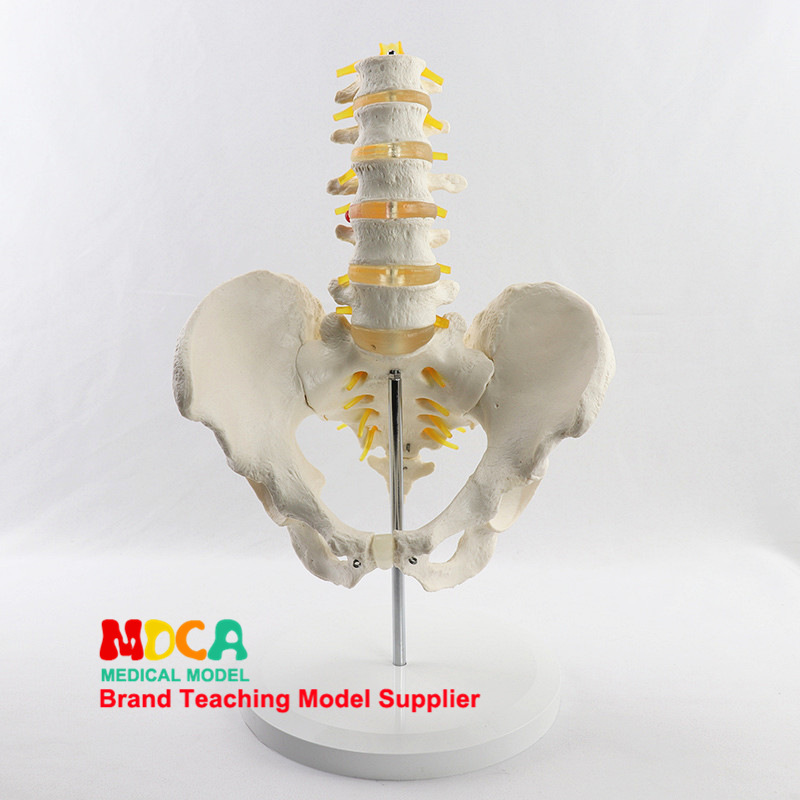 Medical model, pelvic and reproductive anatomy teaching model, tuning fork, traditional Chinese medicine physiotherapy auxiliary tool, suitable for teaching and training pic 20