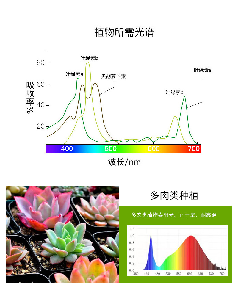 Full-spectrum cross-border flower greenhouse, household indoor succulent lamp, coloring and supplementary lighting lamp, T8LED plant lamp, growth lamp pic 6