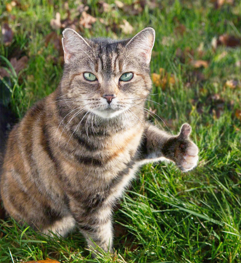 膨润土猫砂10kg批发小颗粒混合猫砂除臭低尘囤货快速结团猫砂豆腐详情16