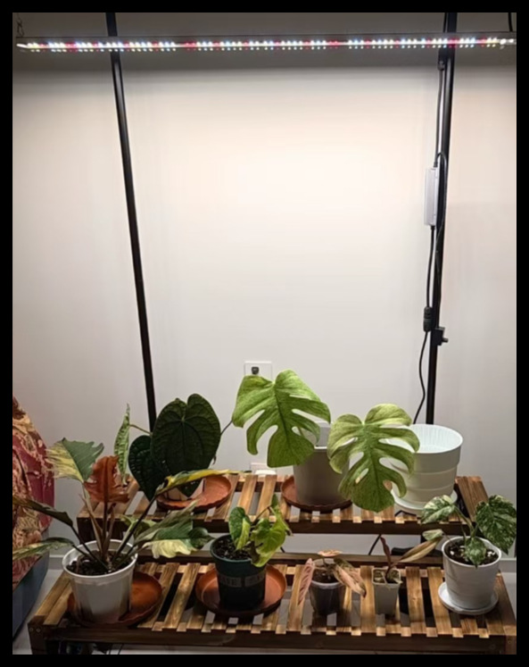 Abbott full-spectrum plant supplementary lighting: Rose, Orchid, turtle-back bamboo, heat-planted plant LED plant growth lamp pic 10