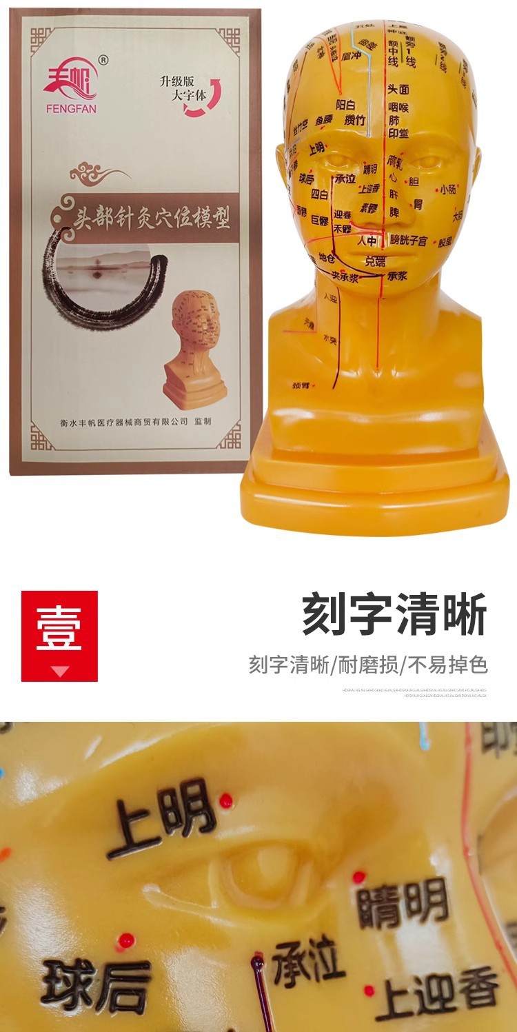 Head medical acupuncture practice model, traditional Chinese medicine acupoint meridian massage human body model, massage head model 21cm pic 5