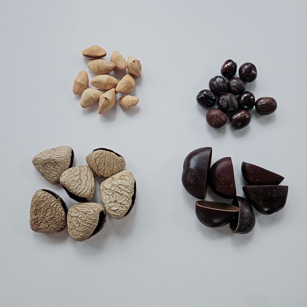 diy plant fruit shell material, handcrafted fruit shell hanging accessories, wind chime accessories, imported from Indonesia, niche pic 9