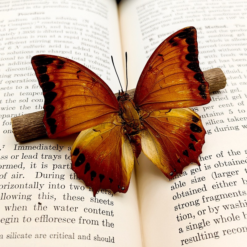 蝴蝶标本摆件真蝴蝶昆虫标本学生儿童创意生日礼科学认知科教玩具详情1
