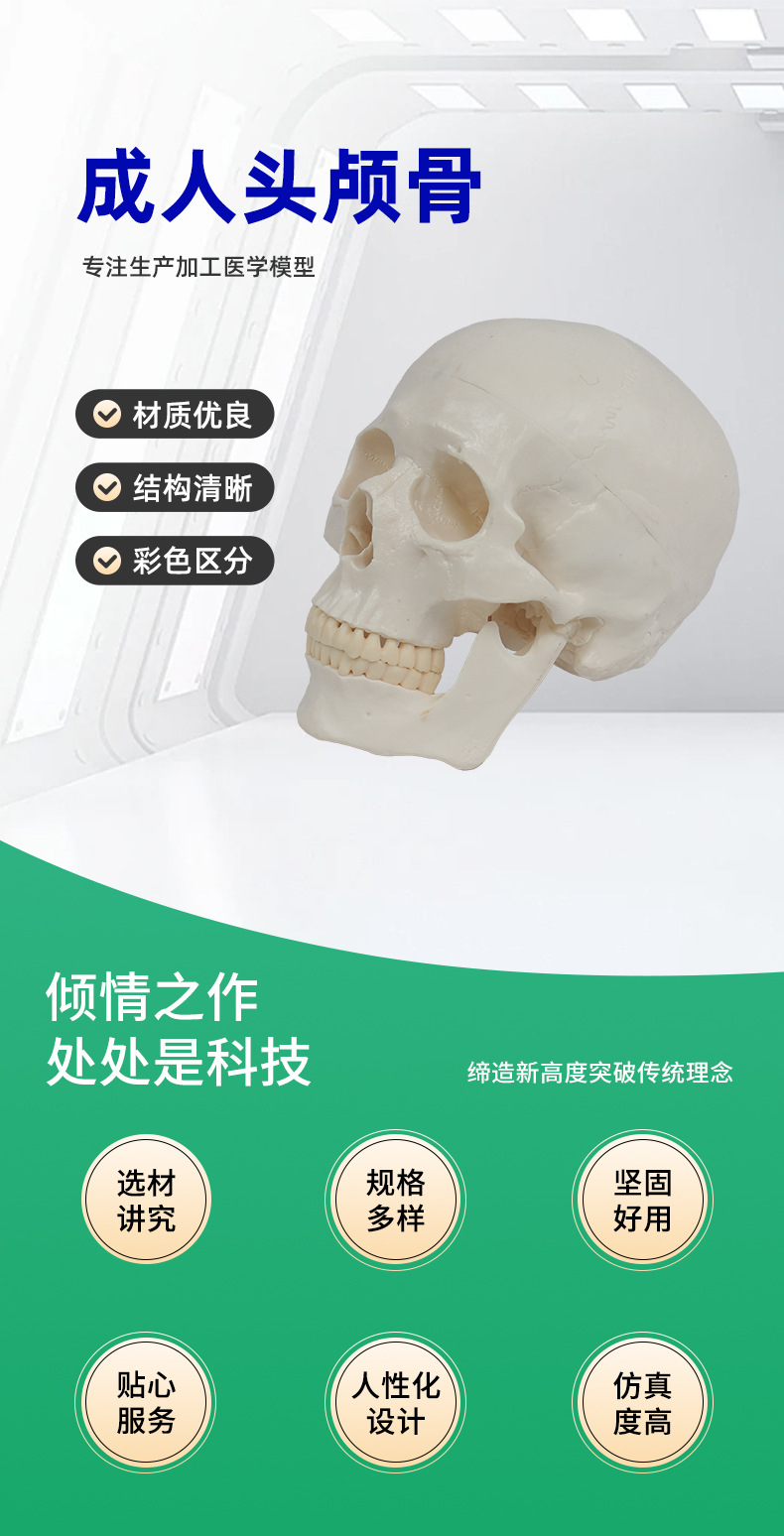 Teaching skull natural adult skull model anatomy teaching model medical college clinical teaching supplies pic 2