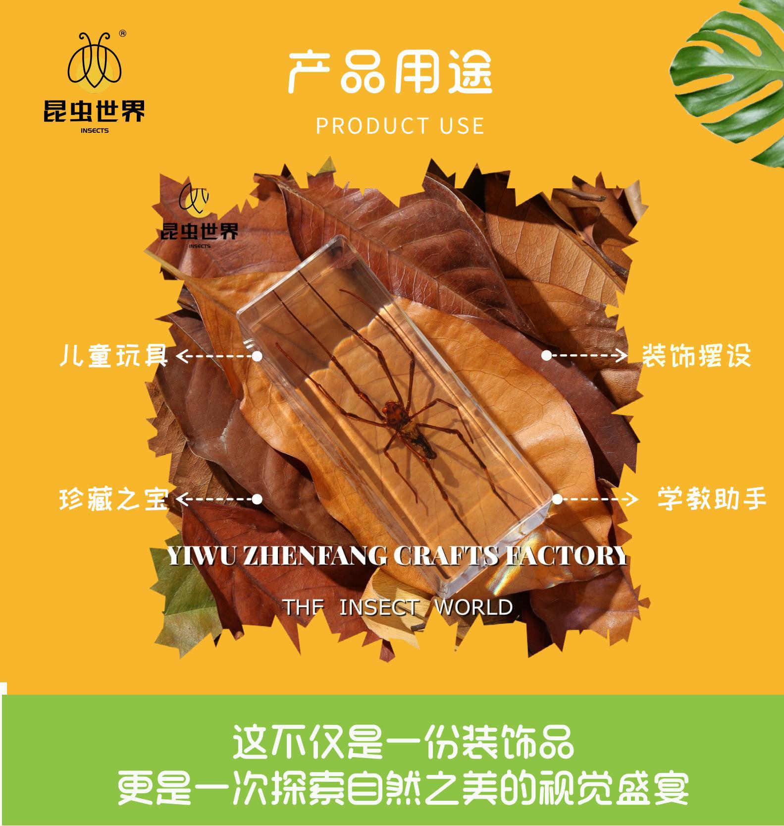 振方工艺跨境批发真实昆虫标本高透树脂琥珀大号亚克力摆件包埋详情5