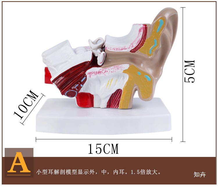 Ear model, desktop ear anatomy model, outer, middle and inner ear auditory system, ear structure, teaching medicine pic 3