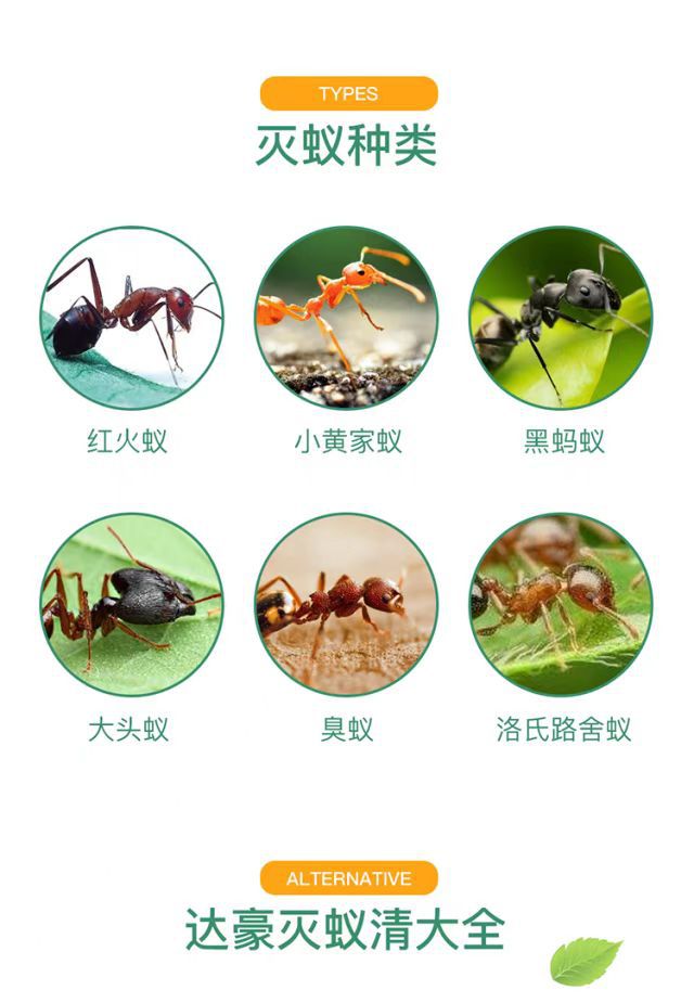 82 厂家直销 外贸出口 达豪灭蚁清 啥蚁饵剂（5g）详情8