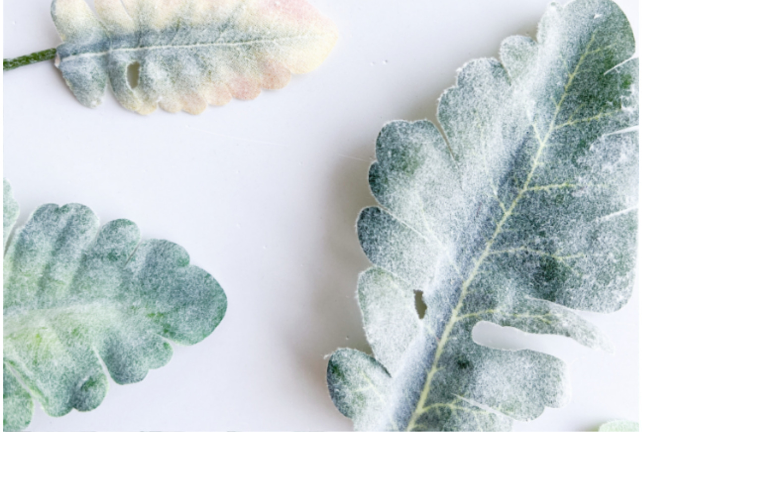 欧式银叶菊兔耳叶叶片配件情人节玫瑰假花餐桌家居绿植软装宠物园艺干花详情24