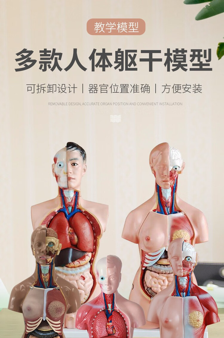 人体解剖模型高端专业医学系统神经结构内脏可拆卸骨骼躯干肌详情2