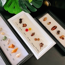 相框中空标本框木质玻璃立体黑色蝴蝶昆虫装裱自装摆台展示画框详情19