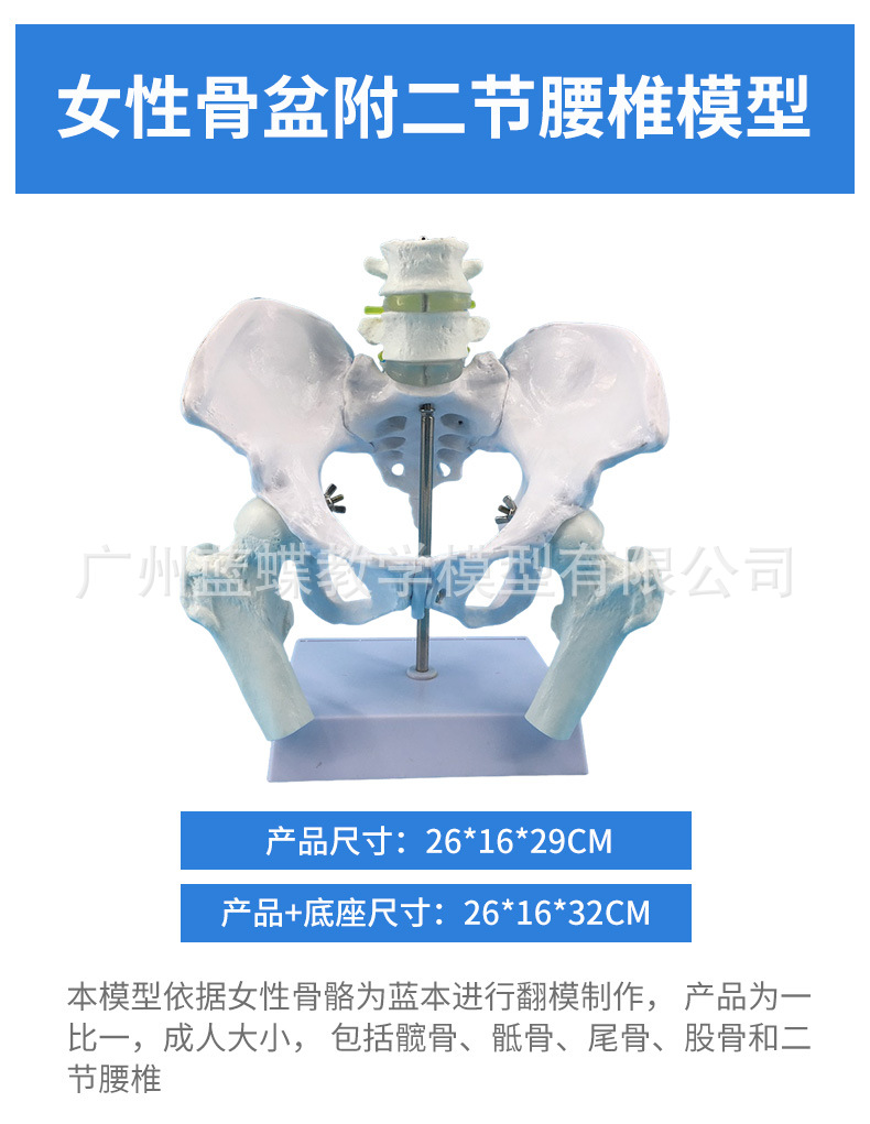 Natural large female pelvic second lumbar vertebra model, hip sacral and coccyx bone model, teaching medicine pic 1