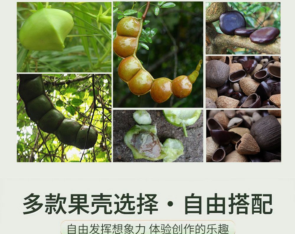 diy plant fruit shell material, handcrafted fruit shell hanging accessories, wind chime accessories, imported from Indonesia, niche pic 13