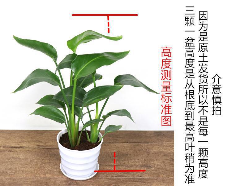 网红天堂鸟盆栽室内大型植物鹤望兰客厅办公室大盆栽绿植天堂鸟苗详情5