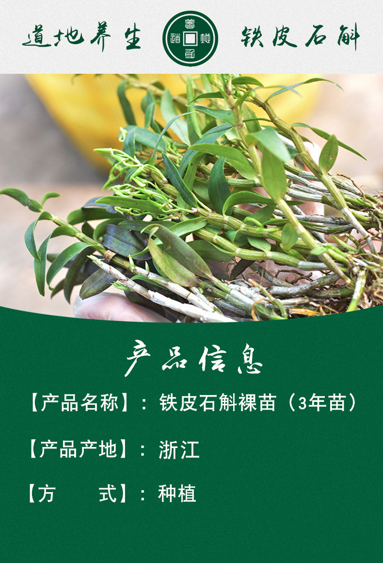 铁皮石斛苗裸苗1斤5-6月花期石斛基地批量发货种植新鲜发货大货详情1