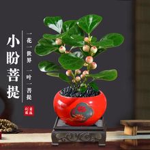 Five Blessings Money Tree small potted indoor plants, office desk small green plants potted plants, indoor flower potted plants pic 3