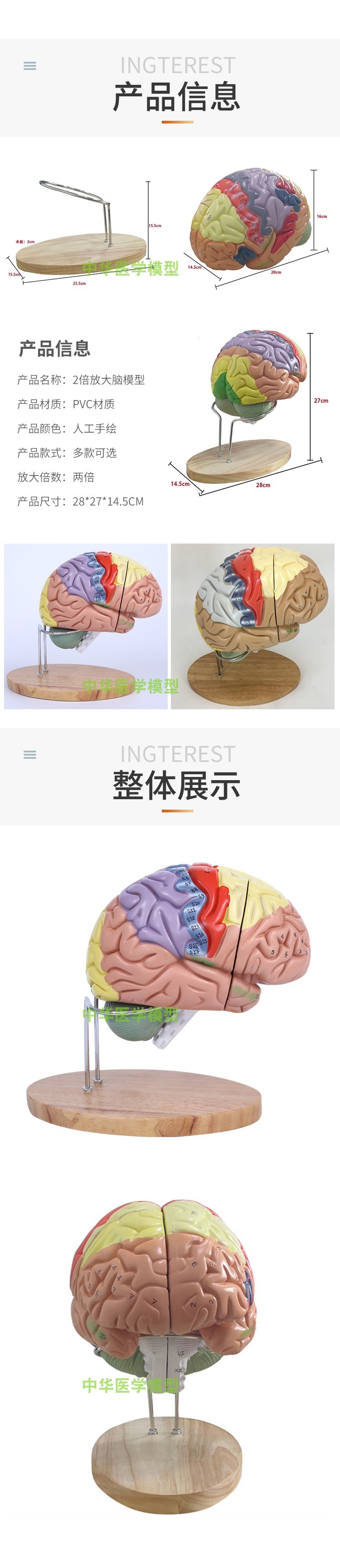 医学医学两倍放大版人体大脑神经解剖人脑端脑室功能区分模型详情2